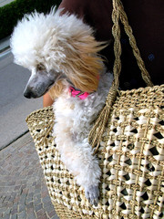 cagnolino a passeggio nella borsa © Silvia Ottaviano