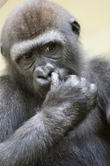 gorilla