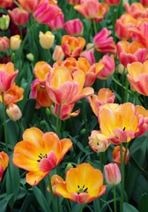 Fototapeta premium colorful dutch tulips