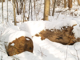 winter with snow in park 