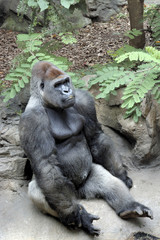 gorilla