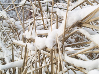 frozen grass in the snow