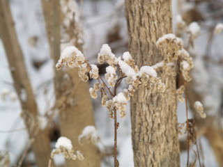 branch of a tree in winter