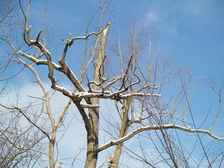winter with snow in park with blue sky