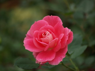 rose on a green backround