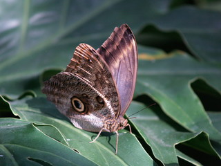 butterfly on a green backround
