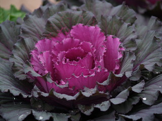 purple blue cabbage