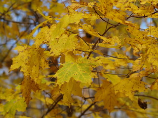 Fototapeta na wymiar yellow maple leafs
