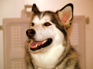 alsatian dog