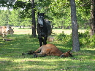 siesta in a shadow (horse languid with the heat)