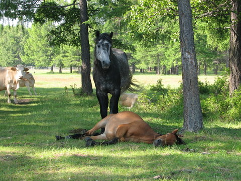 siesta in a shadow (horse languid with the heat)
