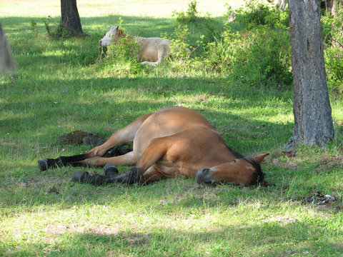 siesta in a shadow (horse languid with the heat)
