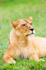 young lioness lying down in the grass
