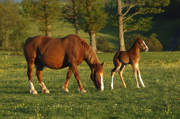 mare and his foal