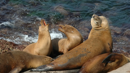 california sea lion
