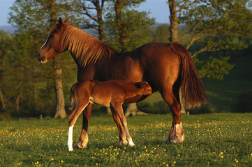 Obraz premium mare and his foal