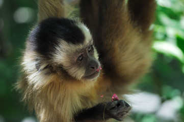 singe mangeant des fleurs