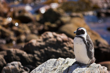 jackass penguin #4