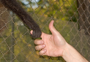 people and animal connection