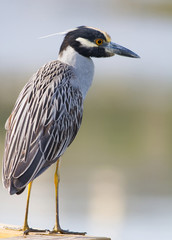 yellow-crowned night heron