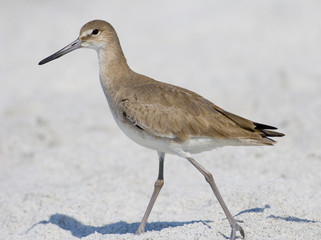 willet