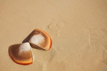 Fototapeta na wymiar butterfly shells on the beach in the wet sand