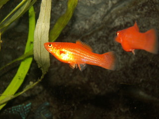 fish