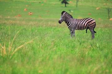 male zebra in a green field