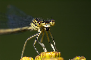 dragonfly