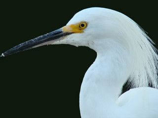 eye of an egret