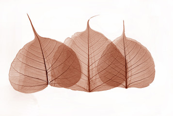 autumn leaves