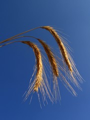 ''wheat 1''