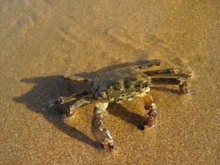 ''crab 1''