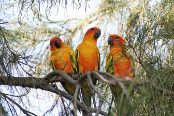 trichoglossus haematodus