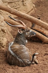 sitatunga