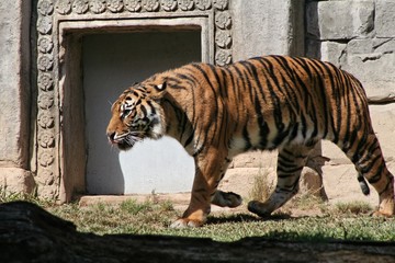 panthera tigris sumatrae
