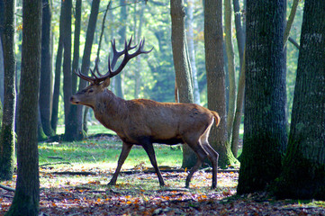 cerf