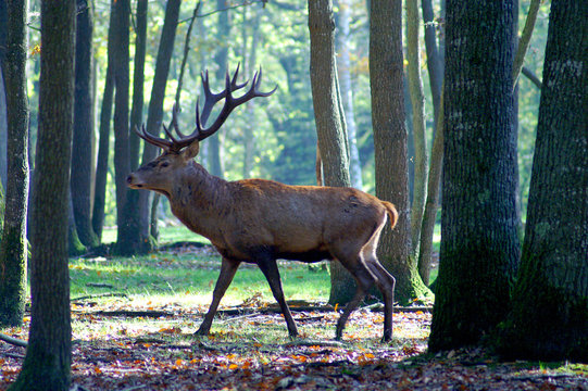 Cerf - 12,566  Stock  | Adobe Stock