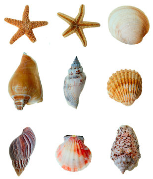 seesterne, muscheln und schnecken