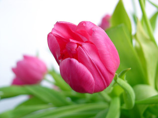 rosa tulpe 2