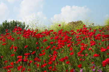 red poppies and yellow flowers