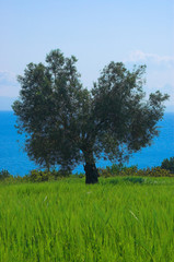 olive tree in the field