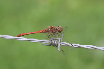 dragonfly