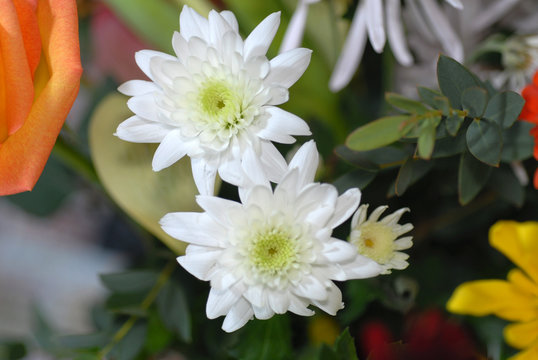 fleurs blanches