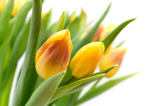 Fototapeta yellow tulips