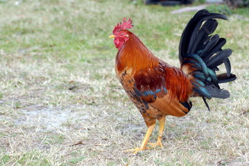 rooster