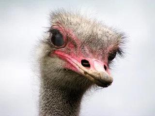 Keuken foto achterwand Struisvogel nieuwsgierige struisvogel