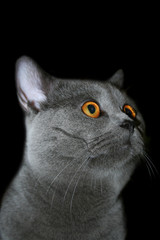 british cat © Petr Vaclavek