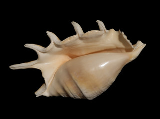 sea shell 16