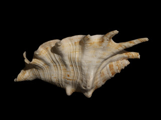 sea shell 17